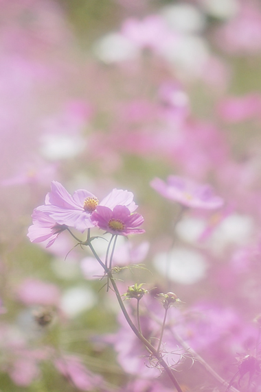 秋桜日和_c0091505_20575537.jpg