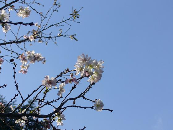 十月桜が咲き始めています_b0112909_2052393.jpg