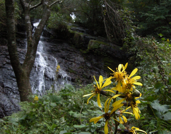 井原山 　2009.10.12 洗谷より山頂へ　№１51_f0196109_17102122.jpg