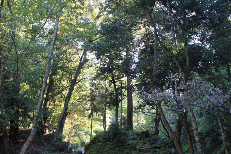 樗谿神社トレック_e0181510_1455753.jpg