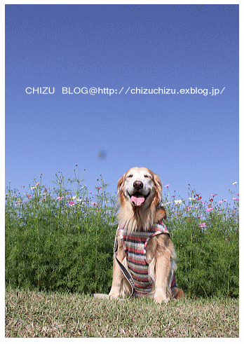 c0017311_1415111.gif