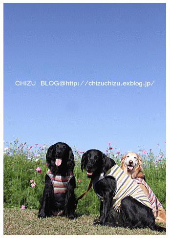 c0017311_141677.gif