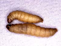 a0019616_22504514.jpg