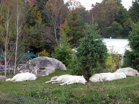 ズームイン！Toronto Zoo_c0126120_14471771.jpg