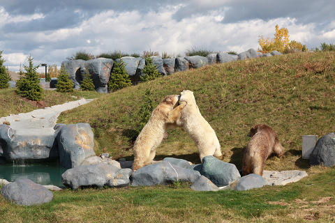 ズームイン！Toronto Zoo_c0126120_1457894.jpg