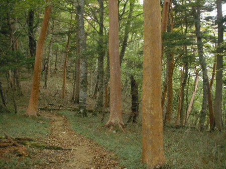 a0048823_157264.jpg