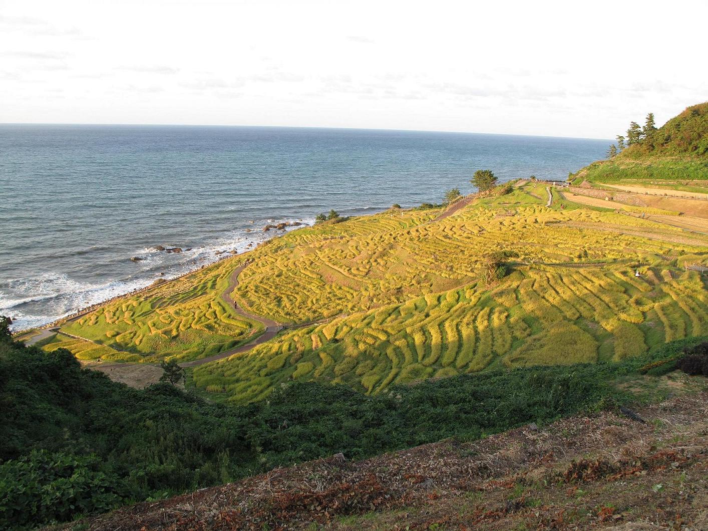 金色に深まる秋～輪島「千枚田」_f0134640_2373880.jpg