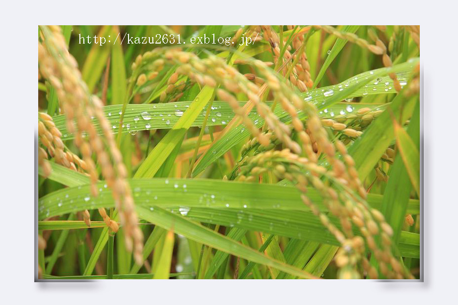 雨の後の散歩_b0180042_10481520.jpg