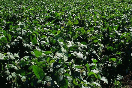 e0145248_8564713.gif