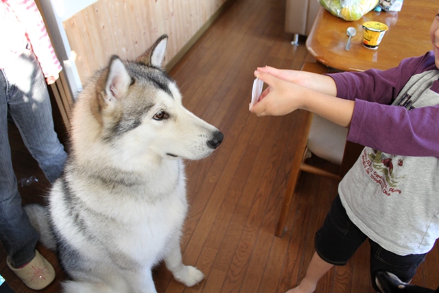 大型犬と子供 犬とのくらし 大型犬と子供 犬とのくらし