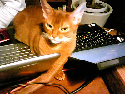 d0043354_1732422.jpg