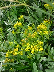 NY Sep.9その②High Line～空中公園～_c0089360_0465071.jpg