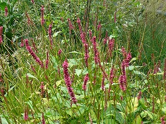 NY Sep.9その②High Line～空中公園～_c0089360_047128.jpg