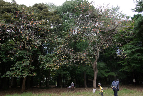 近場の散歩_e0167571_1717965.jpg