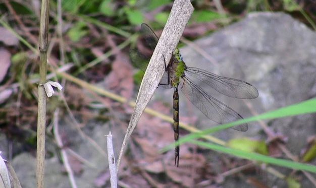 カトリヤンマ_d0020180_23575651.jpg