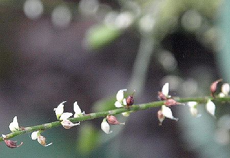 水引草の白い花_c0076682_17493494.jpg