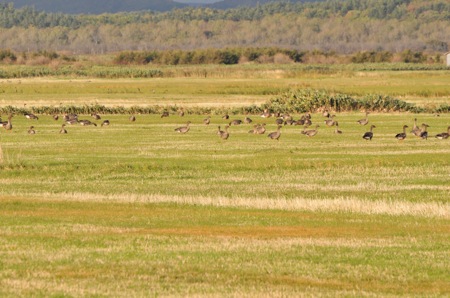 f0159390_17374672.jpg