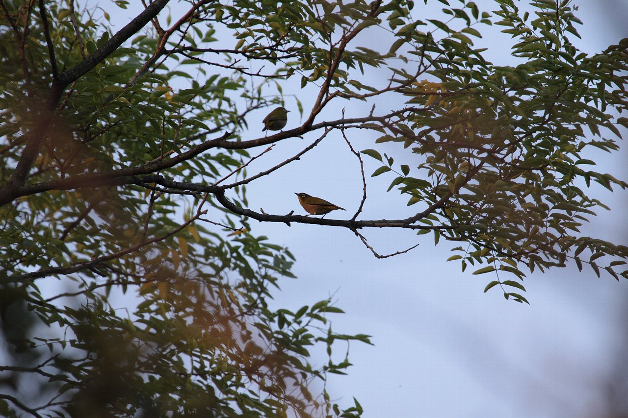 【水元公園の鳥達（８）】_e0167295_19414190.jpg