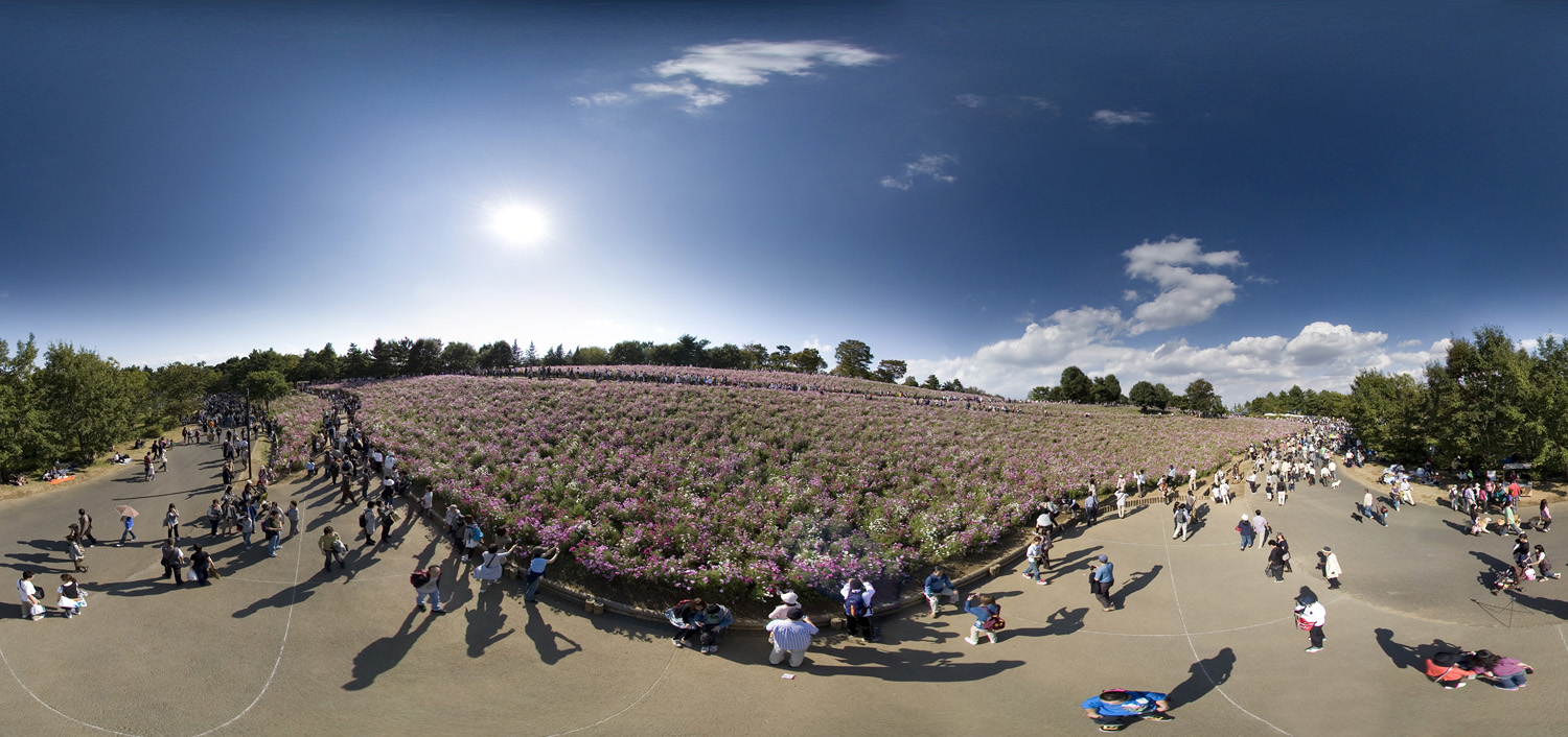 Cosmos At Showa Kinen Park 　昭和記念公園「コスモスの丘」2_d0108602_18544744.jpg