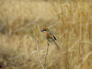 c0187004_10344712.jpg