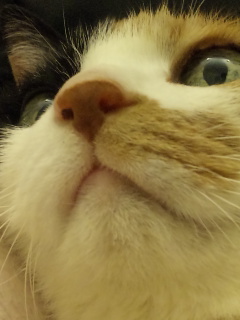 c0201113_22292370.jpg