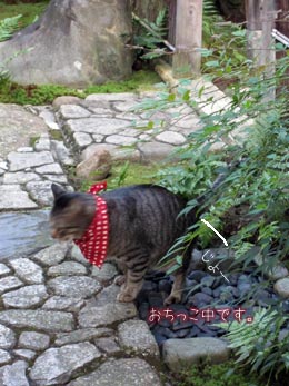 アテンドする猫_e0156015_18522114.jpg