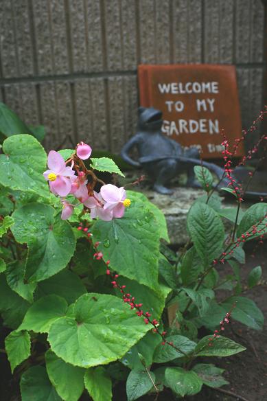 続　庭の花たち_d0150720_7313289.jpg