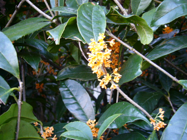 d0000324_10404632.jpg
