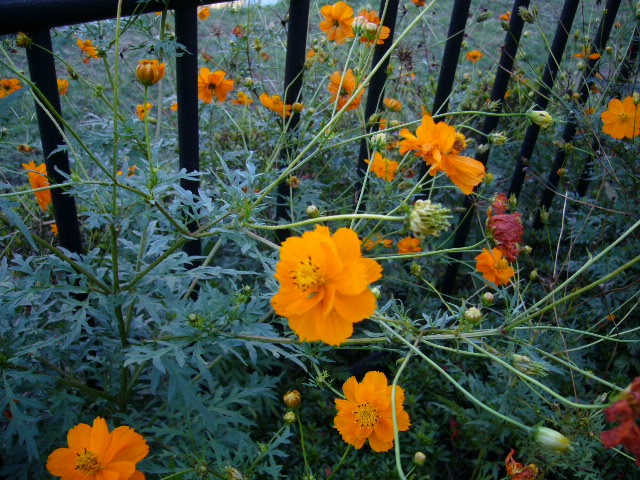 d0000324_10453966.jpg