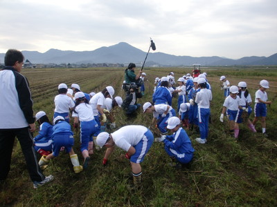 北新庄小学校の子供達が大豆の収穫をしました_e0061225_17125928.jpg