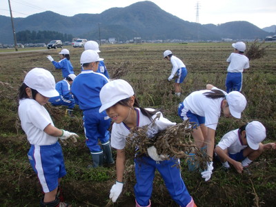北新庄小学校の子供達が大豆の収穫をしました_e0061225_17134771.jpg