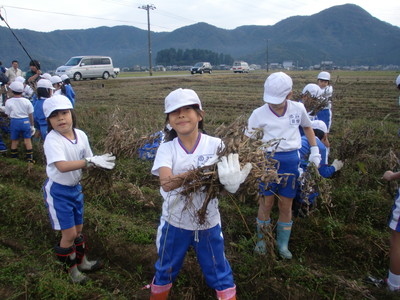 北新庄小学校の子供達が大豆の収穫をしました_e0061225_17135829.jpg