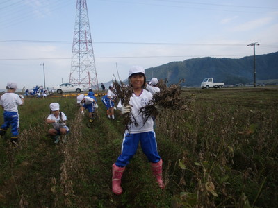 北新庄小学校の子供達が大豆の収穫をしました_e0061225_17142054.jpg