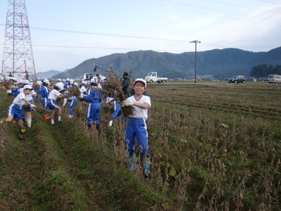 北新庄小学校の子供達が大豆の収穫をしました_e0061225_17143040.jpg