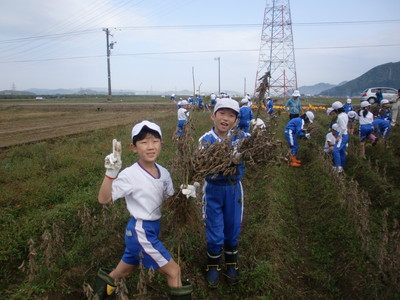 北新庄小学校の子供達が大豆の収穫をしました_e0061225_17145020.jpg