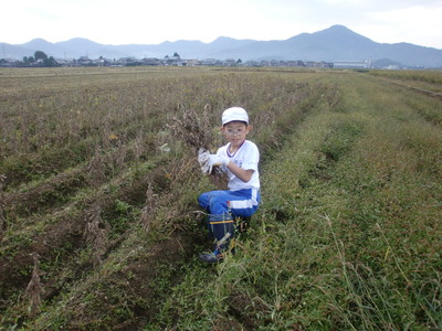 北新庄小学校の子供達が大豆の収穫をしました_e0061225_1714973.jpg
