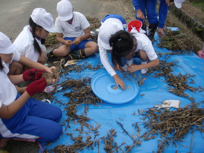 北新庄小学校の子供達が大豆の収穫をしました_e0061225_17191710.jpg
