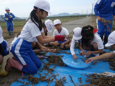 北新庄小学校の子供達が大豆の収穫をしました_e0061225_17192842.jpg
