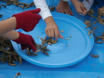 北新庄小学校の子供達が大豆の収穫をしました_e0061225_17193778.jpg