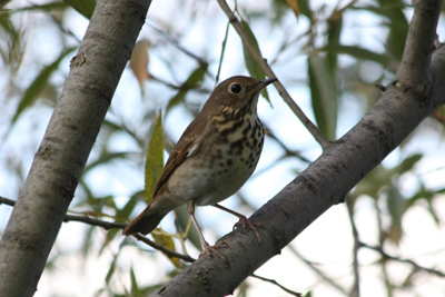 011 Toronto Islands ~今度こそ野鳥の会~_c0211532_415164.jpg