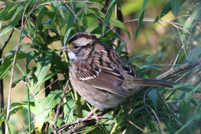011 Toronto Islands ~今度こそ野鳥の会~_c0211532_4243689.jpg