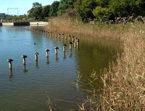 「柏の葉公園」は秋たけなわ_d0037233_15343415.jpg