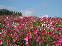 生駒高原のコスモス♪_b0170834_23164035.jpg