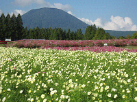 生駒高原のコスモス♪_b0170834_2383893.jpg