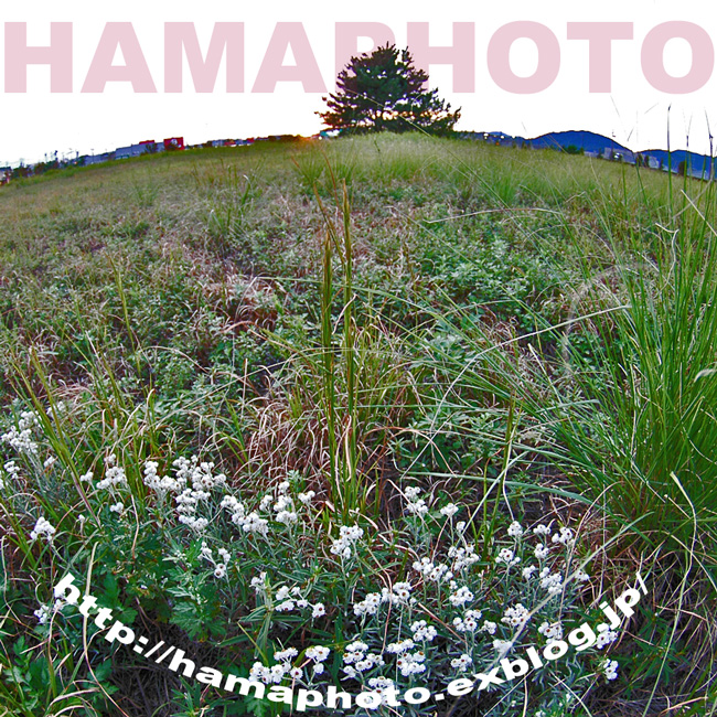 白い花・・・野の花_f0099834_165075.jpg