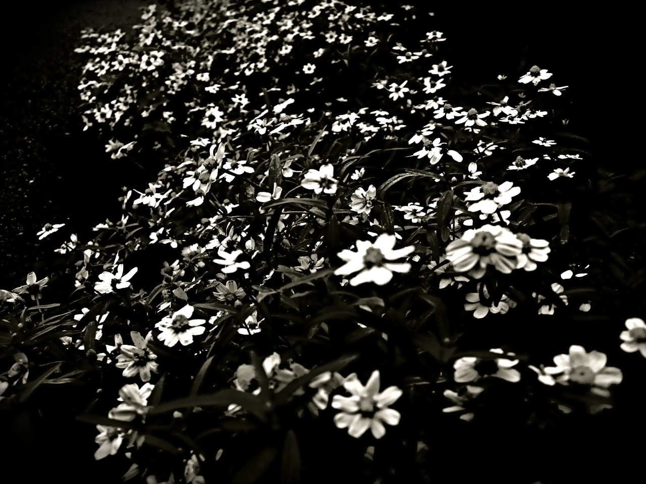白い花のモノクロ写真の画像 Iphotoでちょっと シュールな絵画の抽象画の油絵奮闘記