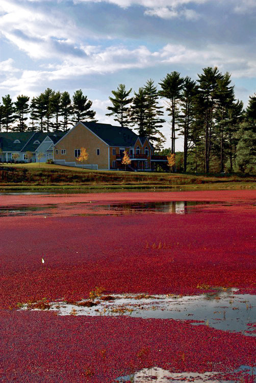 Cranberry harvest _c0127403_1018428.jpg