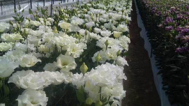 セレブシリーズの花_d0099708_10384319.jpg