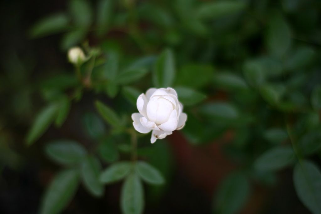 b0145314_15243377.jpg
