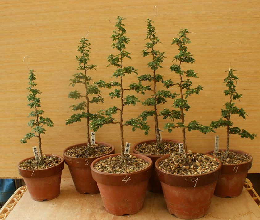 寄せ植え準備は配置の確定と植える鉢にnoを 盆栽菊を楽しむページ